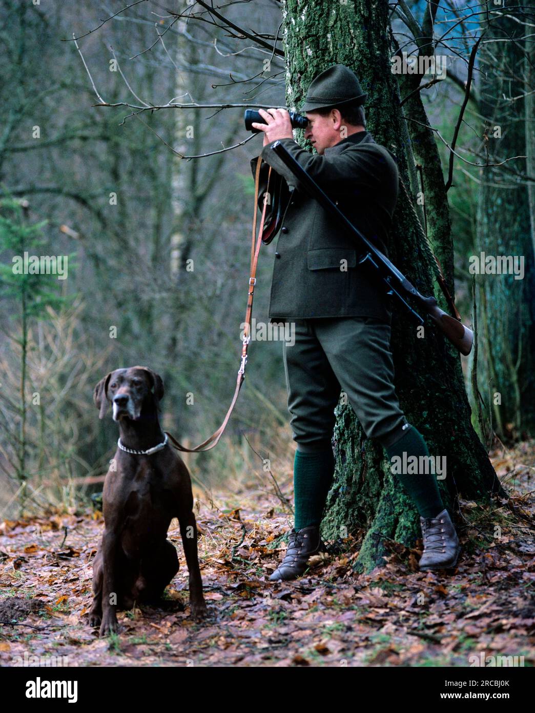 German Shorthair hunter, German Shorthair Pointers, hunter, hunting Stock Photo