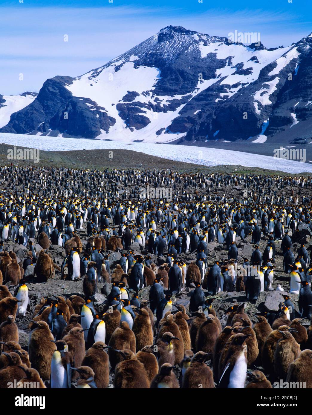 Emperor penguin Colony, South Georgia (Aptenodytes patagonica), Emperor penguin Stock Photo