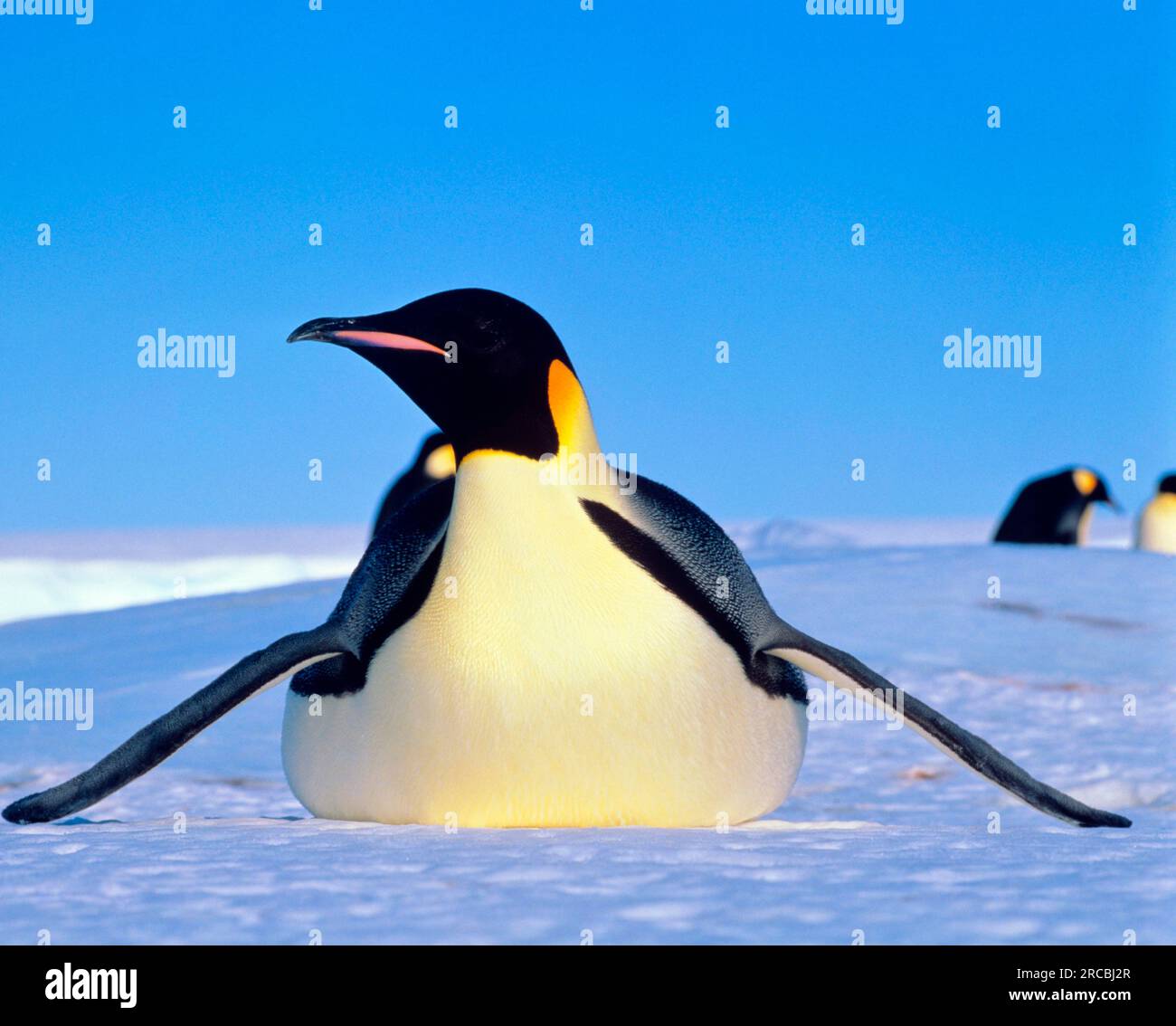 Emperor Penguin (Aptenodytes foresteri), Antarctica Stock Photo - Alamy