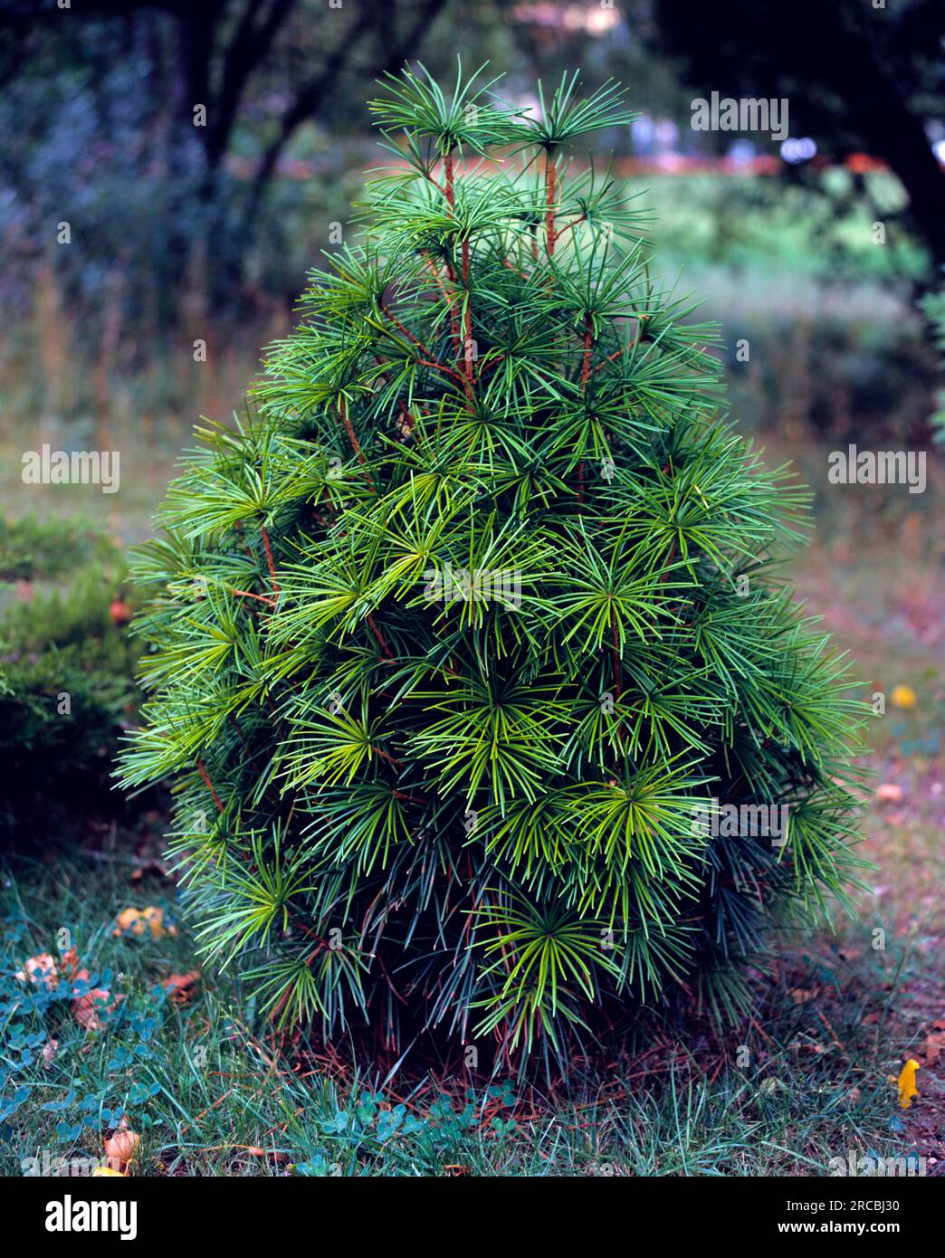 Japanese umbrella fir (Sciadopytis verticillata) Stock Photo