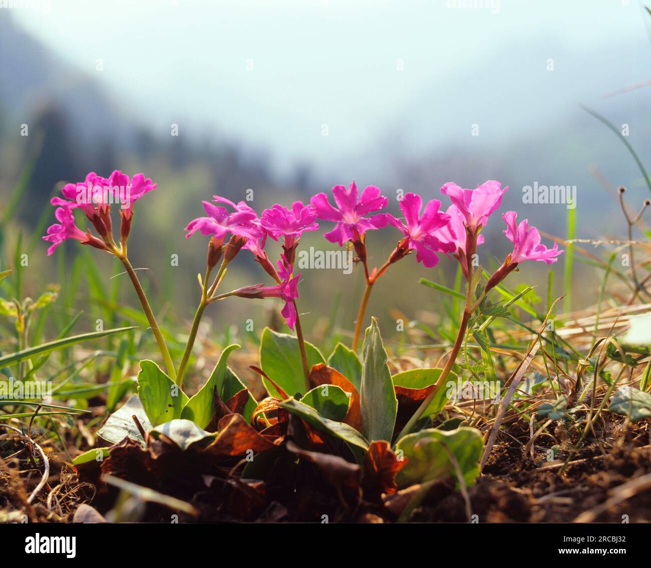 (Primula spectabilis), Splendid primrose, Splendid primrose Stock Photo