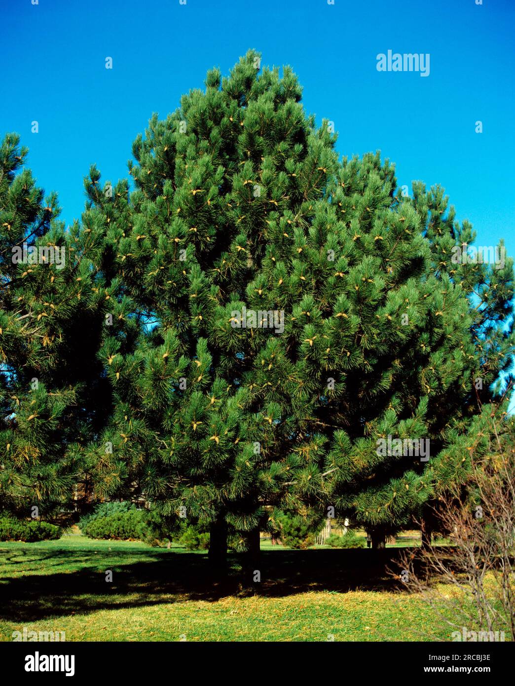 European black pine (Pinus nigra Stock Photo Alamy