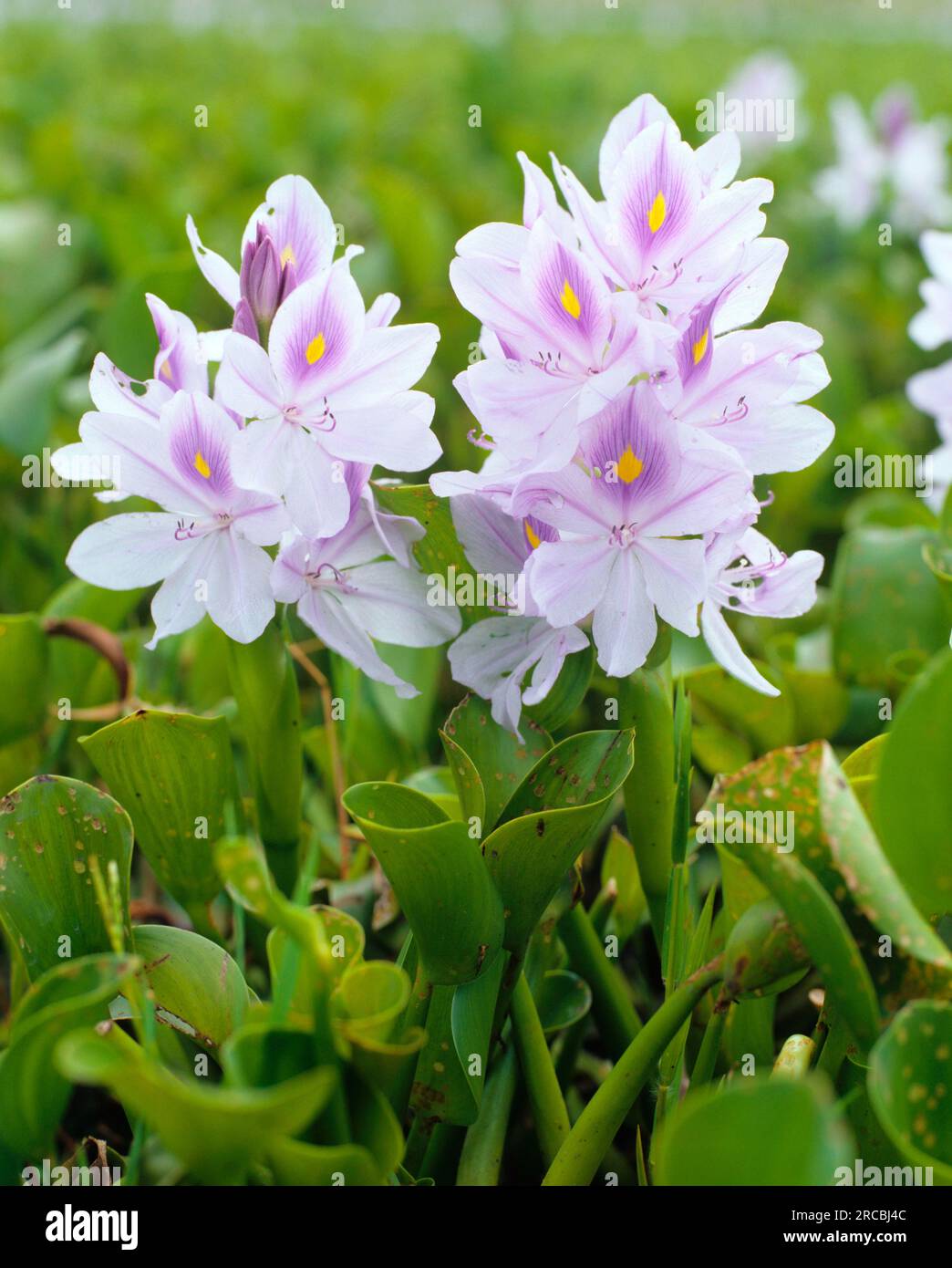 Water hyacinth (Eichhornia crassipes), Pontederiaceae, pikeweed plants Stock Photo