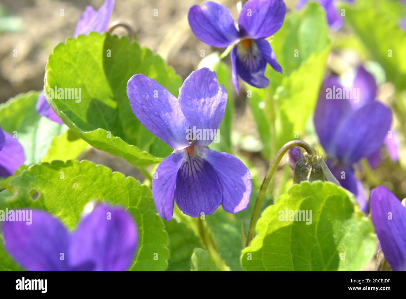In spring in the wild forest violet (Viola odorata) grows Stock Photo