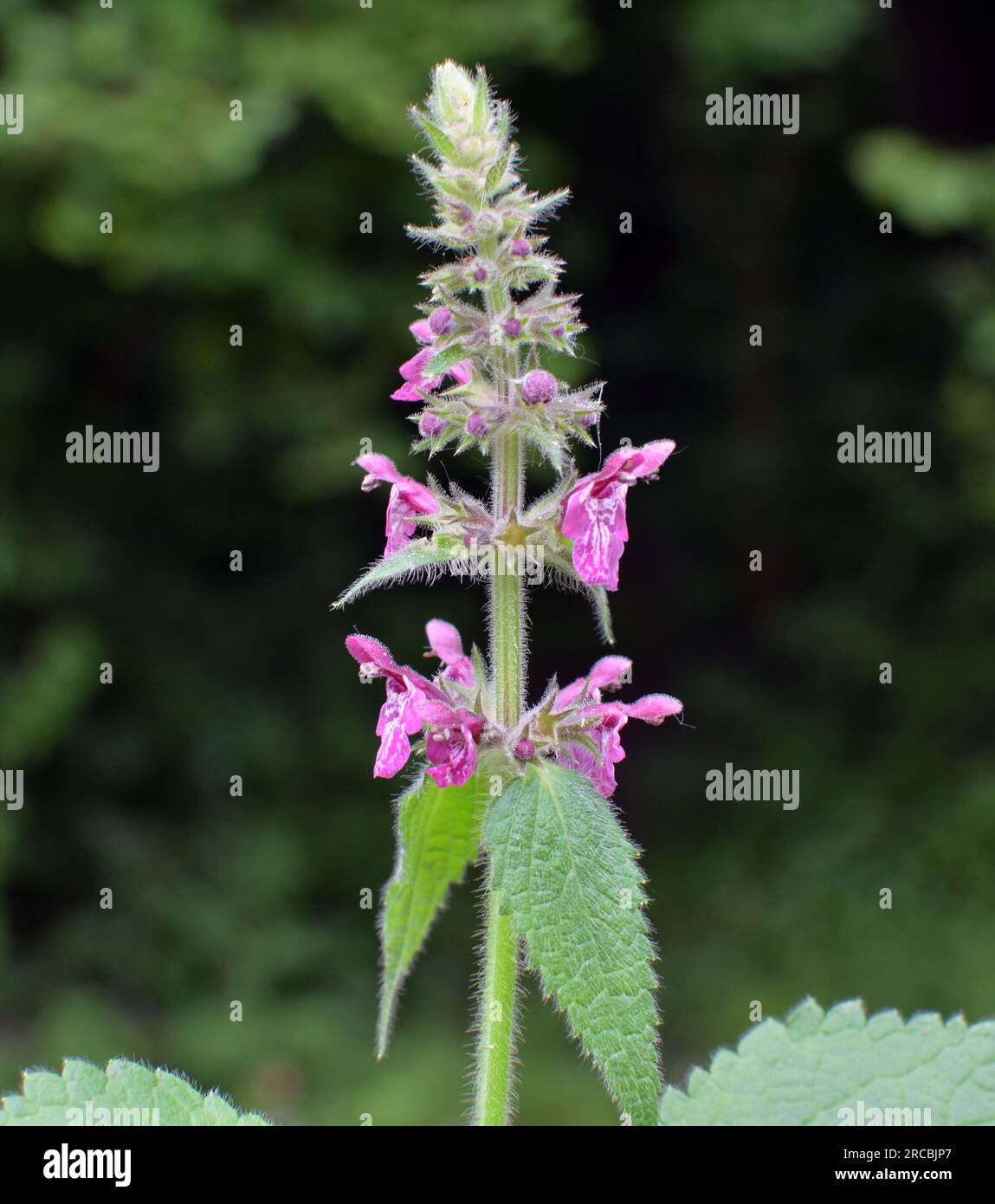 Stachys sylvatica grows wild in the forest Stock Photo