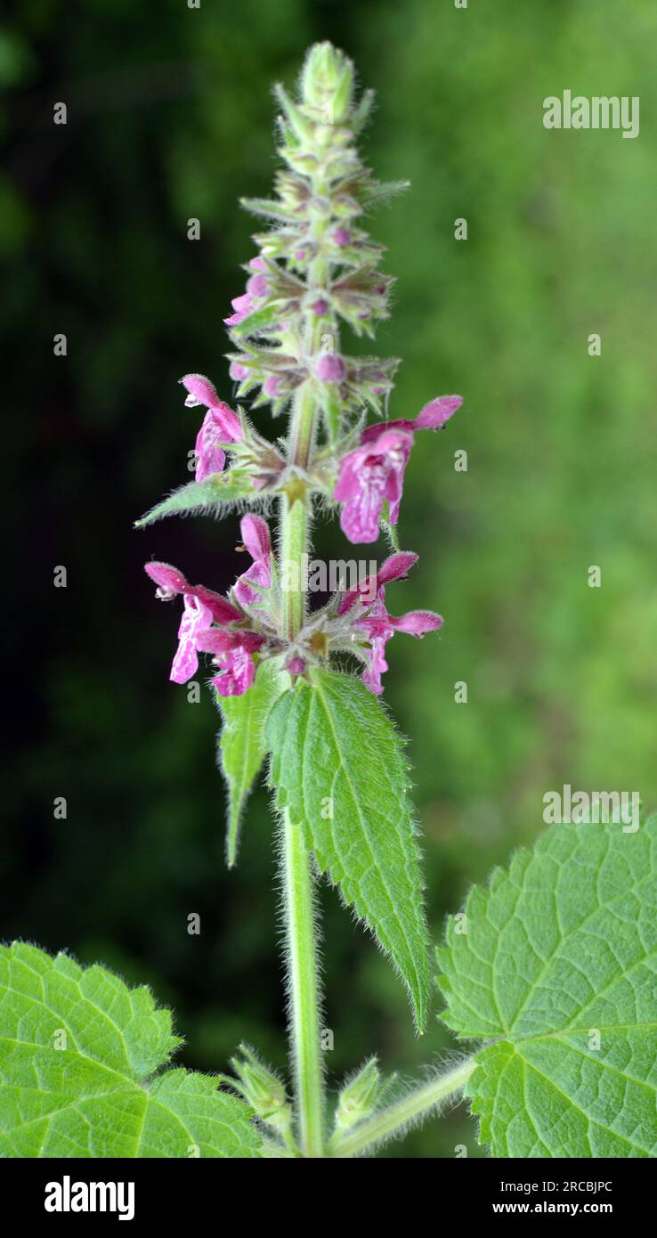Stachys sylvatica grows wild in the forest Stock Photo