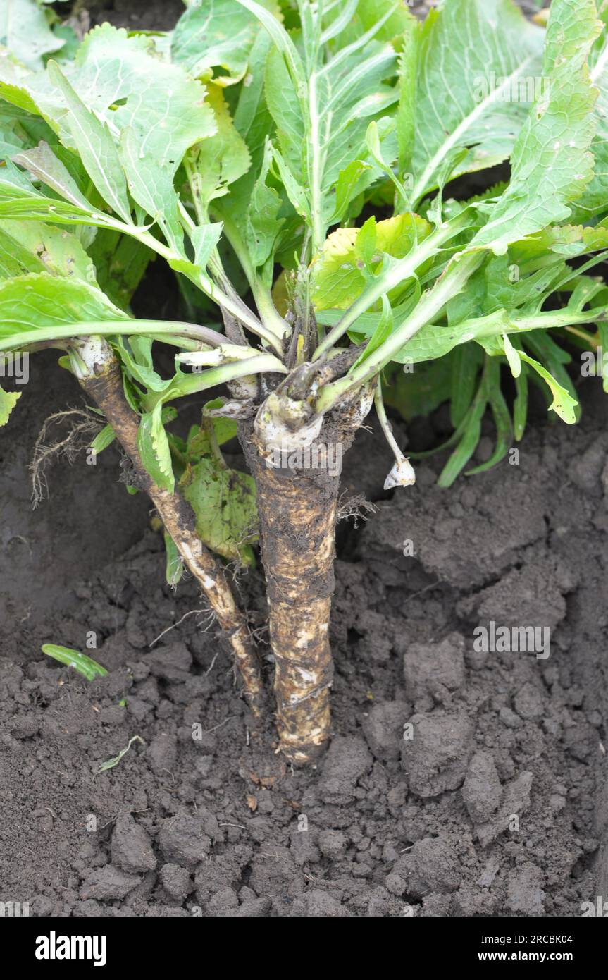Digging horseradish root growing in open organic soil Stock Photo