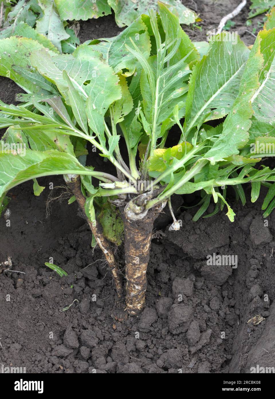 Digging horseradish root growing in open organic soil Stock Photo Alamy