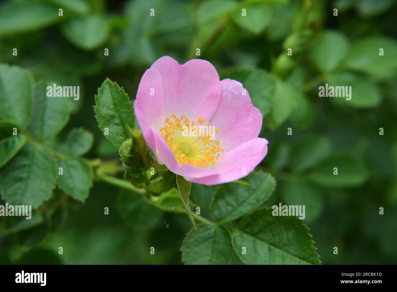 Rose Bush Spring Spring ornamental hi-res stock photography and images - Alamy