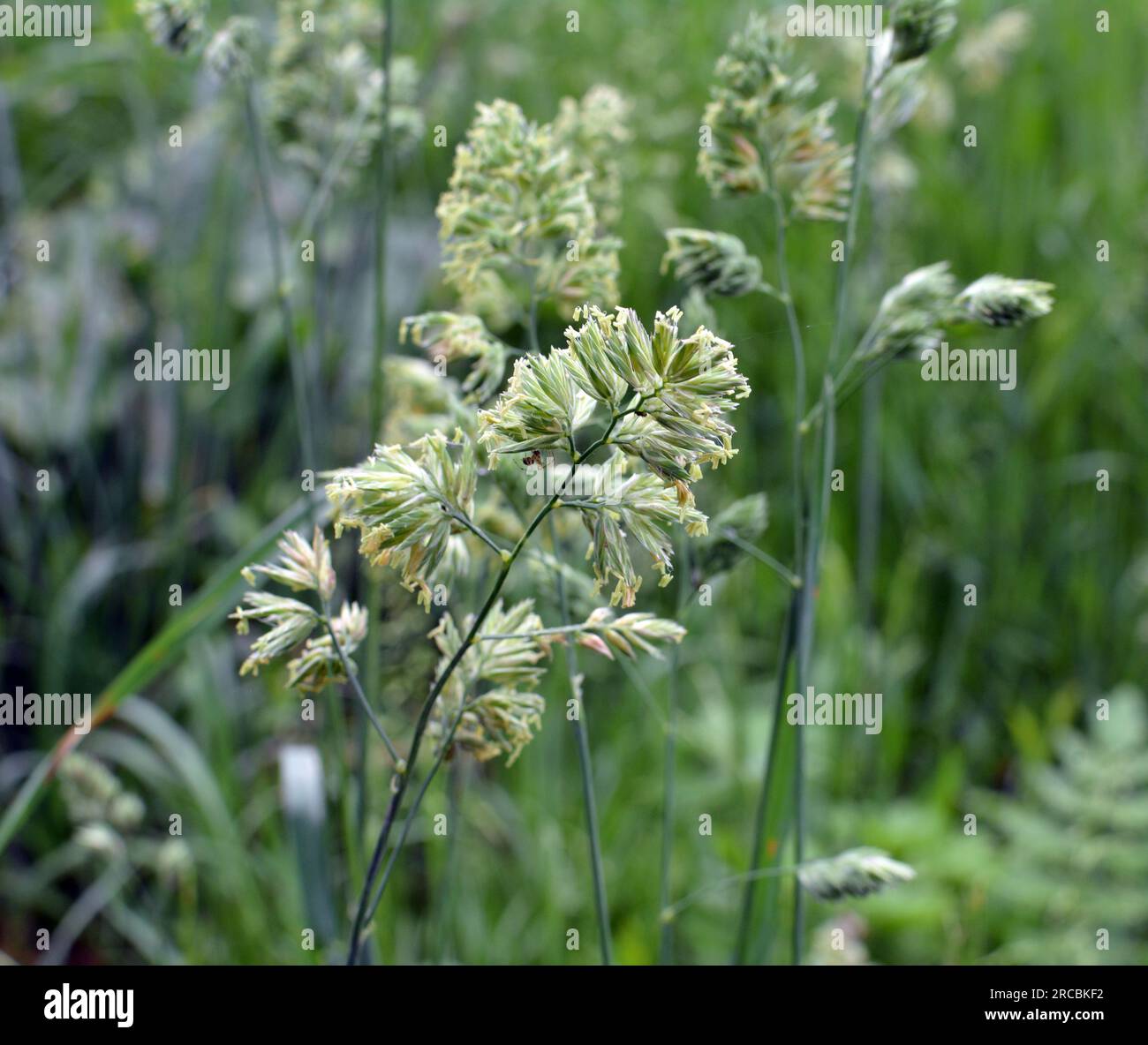 Valuable forage grass Dactylis glomerata grows in nature Stock Photo