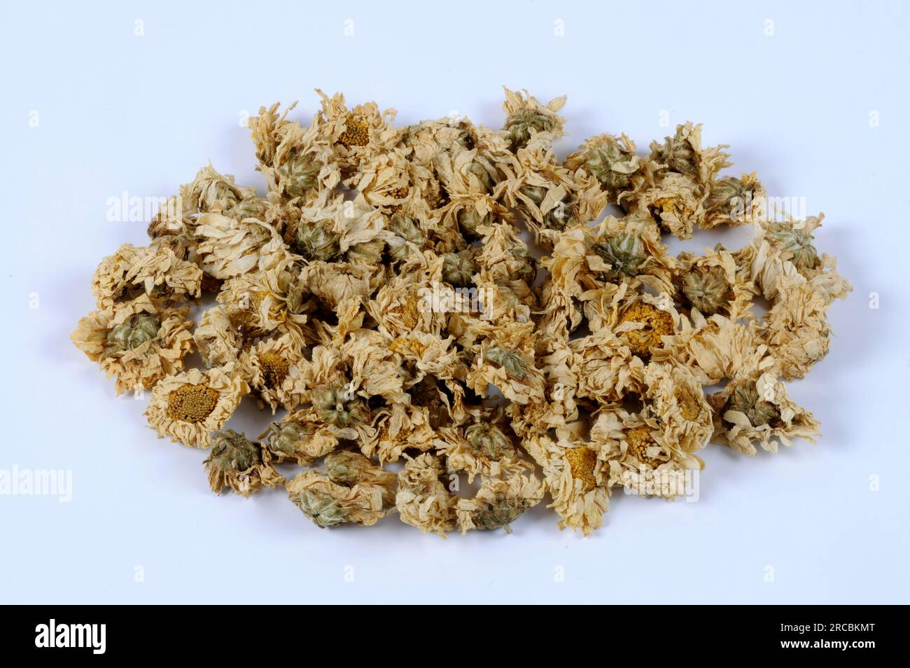 Chrysanthemum flowers (Chrysanthemi Flos) (Anthemis grandiflorum), free-standing, object Stock Photo