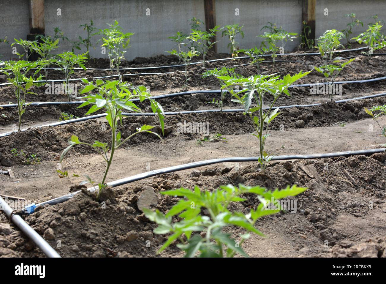 Greenhouse with drip irrigation when growing tomatoes in organic soil