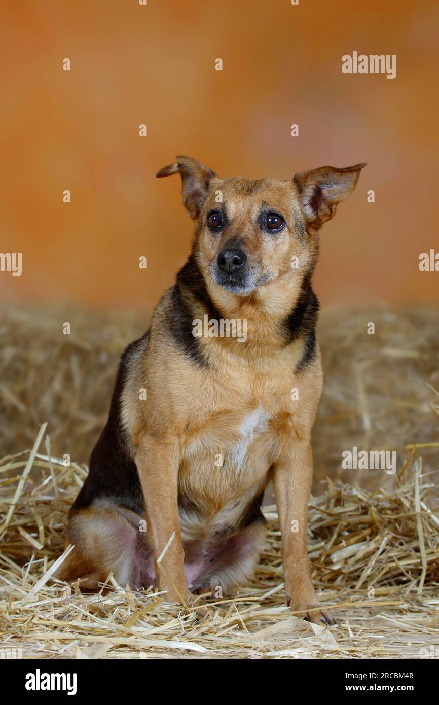 German Hunting Terrier, bitch, 14 years old, old dog Stock Photo