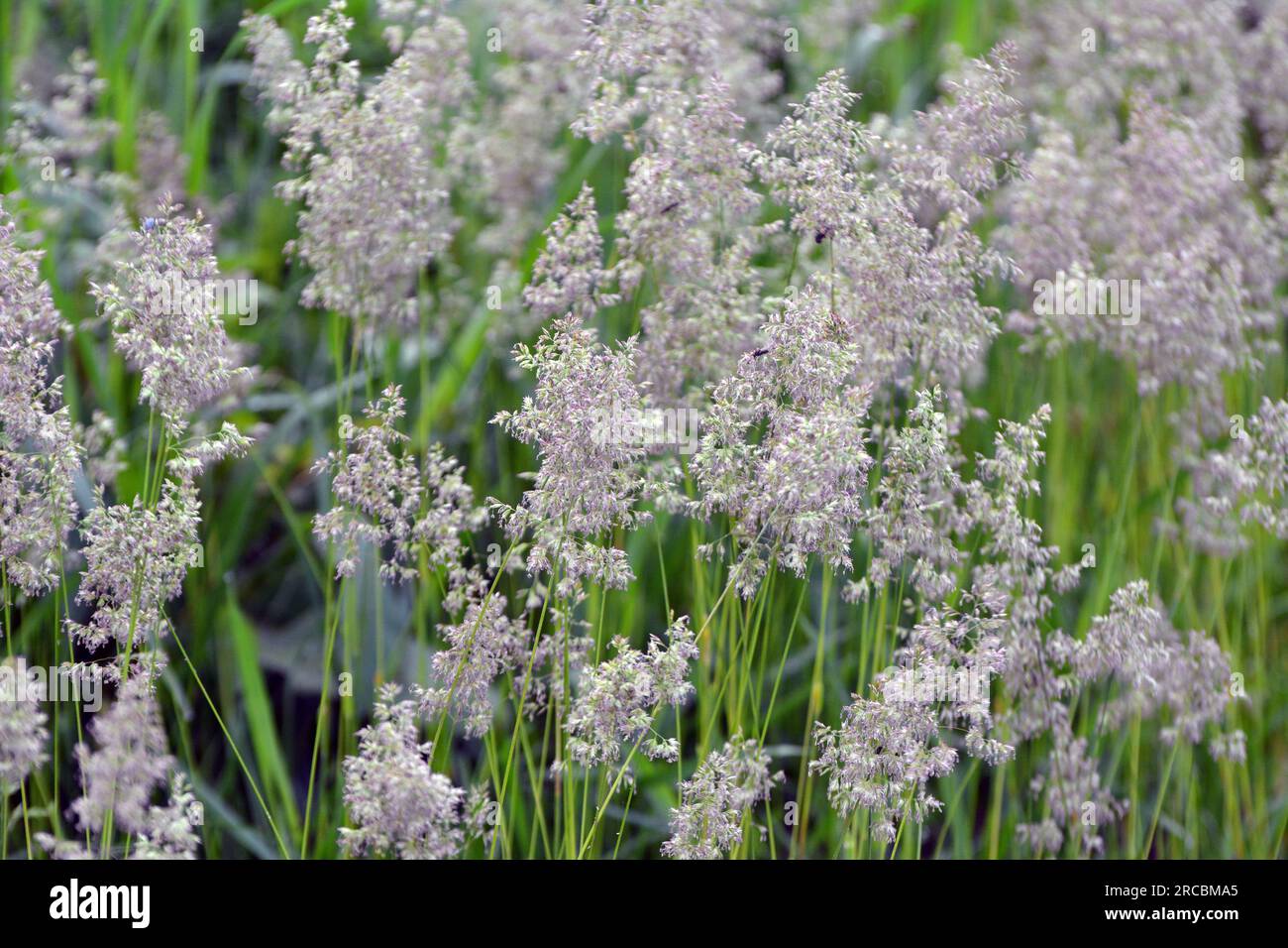 In the meadow among wild grasses in the pasture grows Poa. Stock Photo