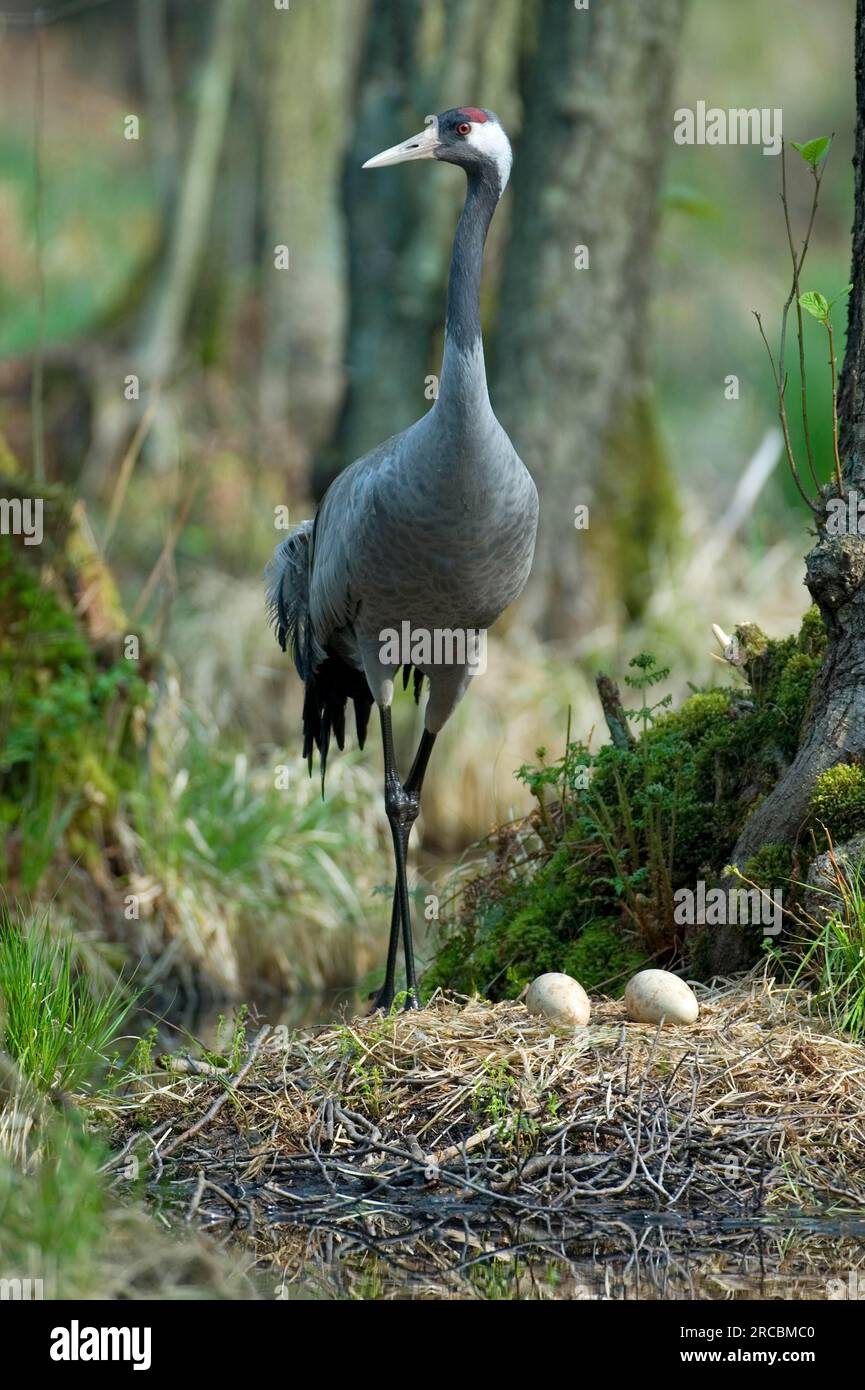 Common crane (Grus grus) am Nest, Crane, Mecklenburg-Western Pomerania, Germany Stock Photo