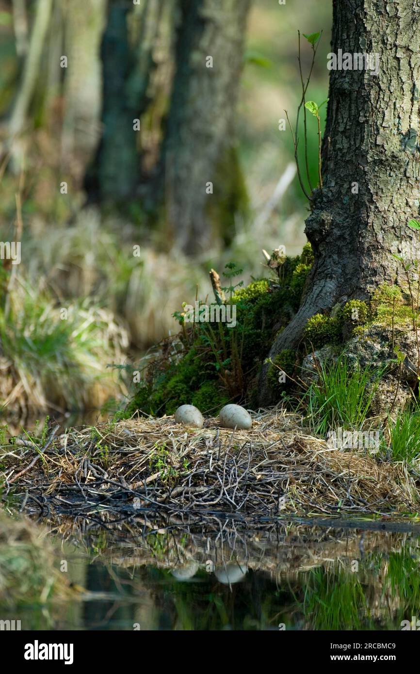 Common crane (Grus grus) Crane, nest with eggs, Mecklenburg-Vorpommern, Germany Stock Photo