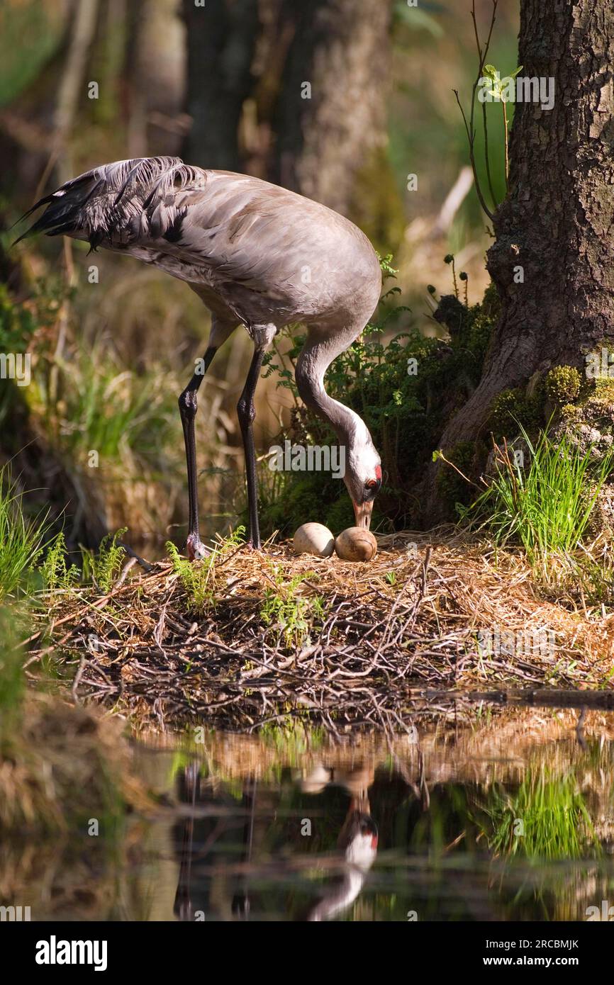 Common crane (Grus grus) at the nest, crane, turning eggs, Mecklenburg-Western Pomerania, Germany Stock Photo