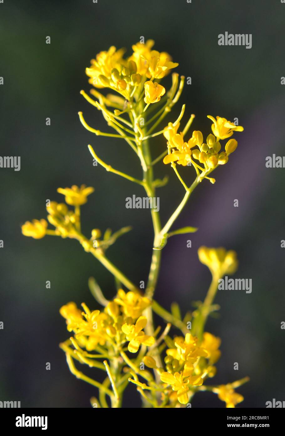 Water horseradish forest (Rorippa sylvestris) grows in the wild Stock Photo