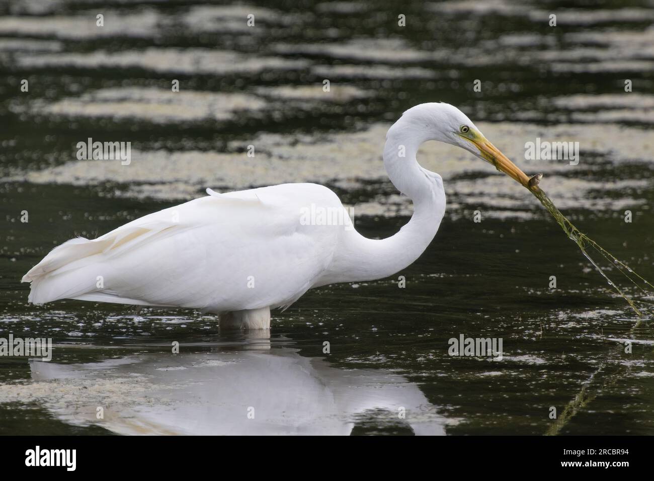 Great white egret has caught his bill in the ponds greenery catching a tiny fish Stock Photo