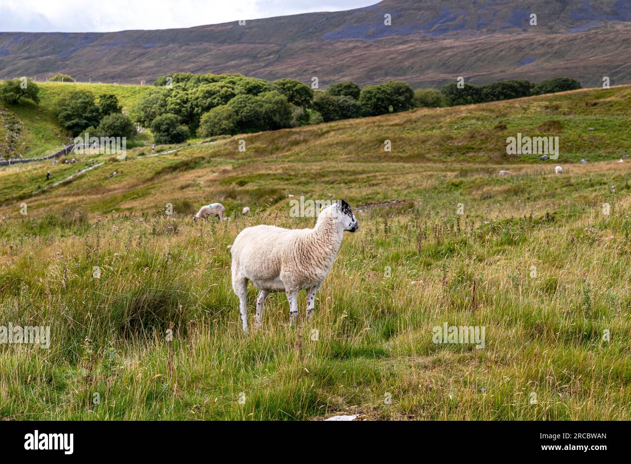 Scenic view footage taken of the nature and Flora and Fauna Stock Photo ...