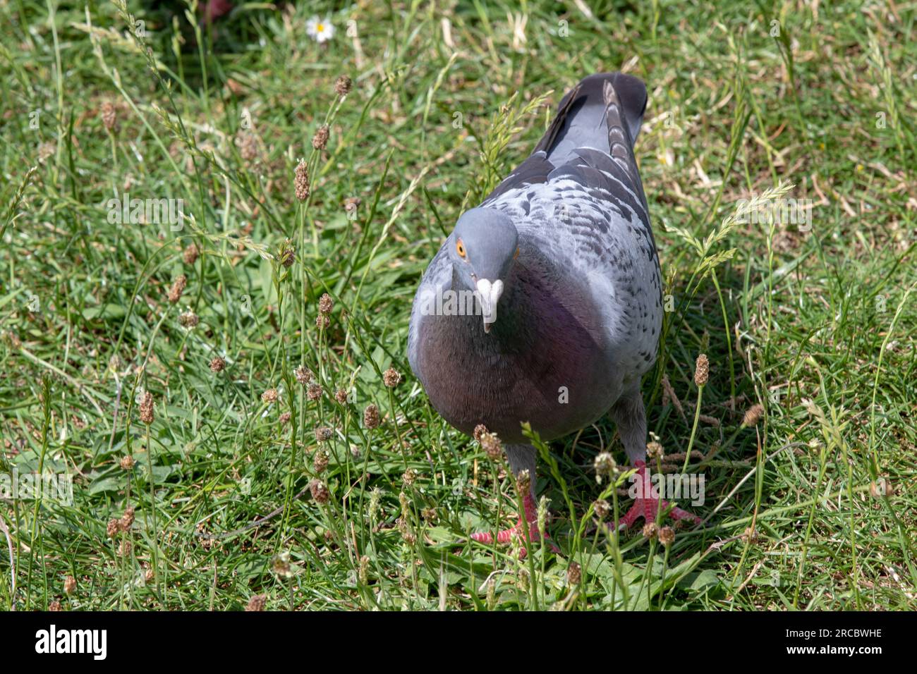 An amazing view footage of the Flora and Fauna taken during my trip to ...