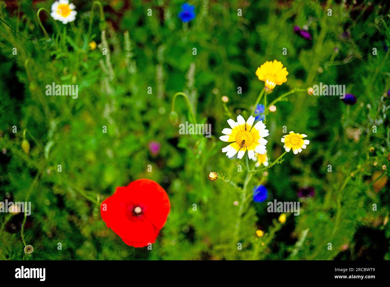 Wildflowers in garden hi-res stock photography and images - Alamy
