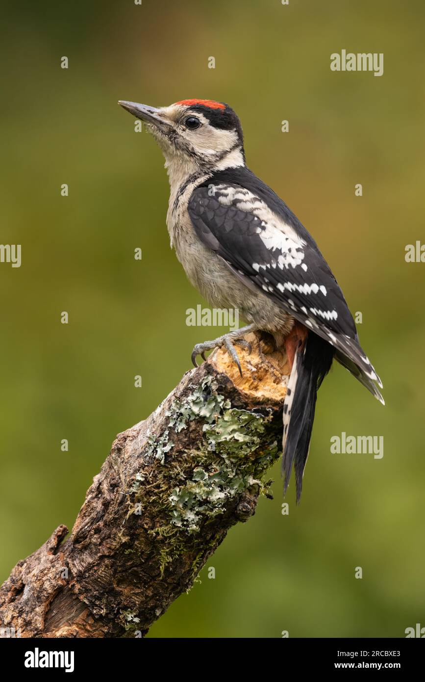 Juvenile Great Spotted Woodpecker perched on an old broken branch Stock Photo