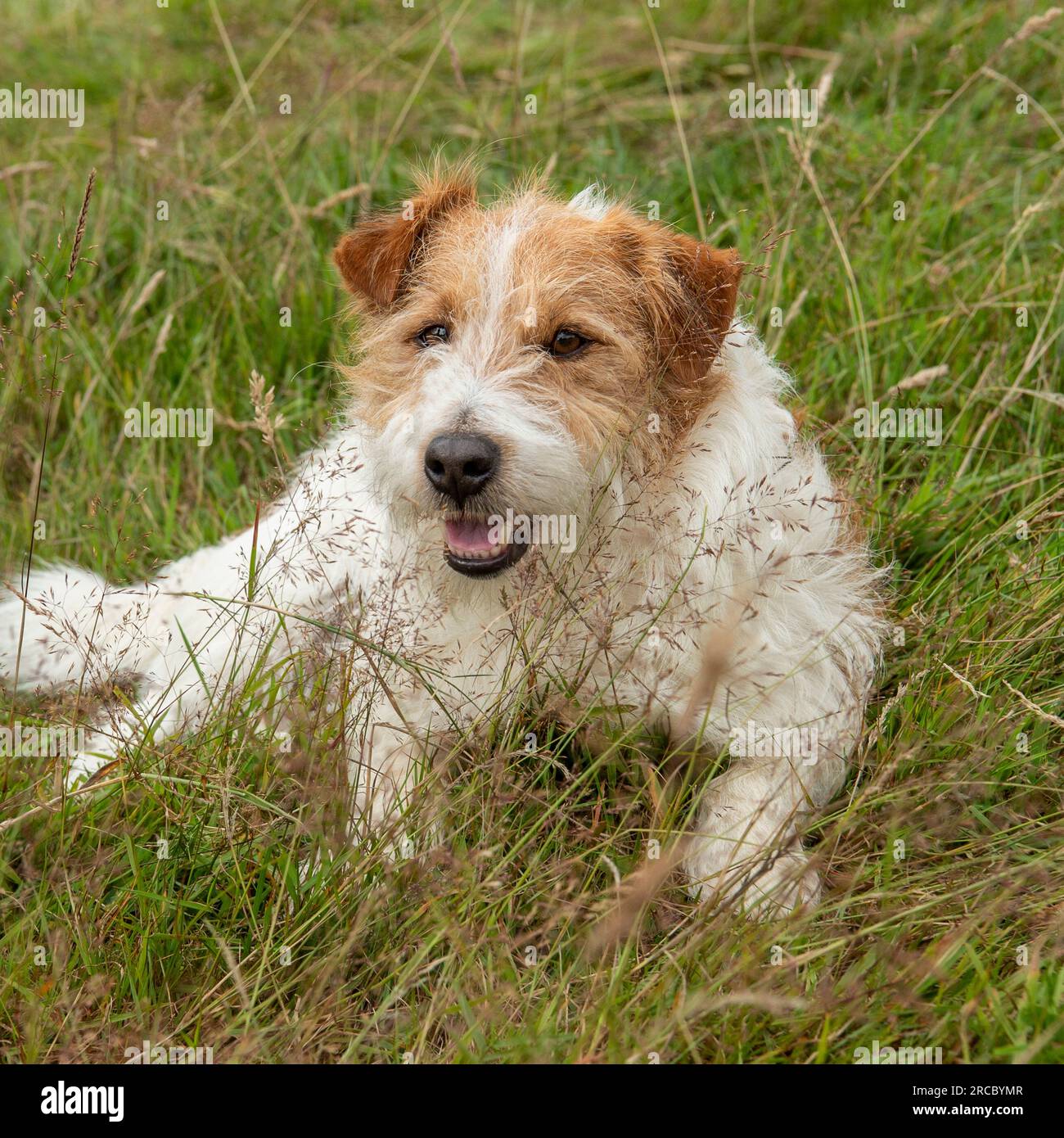 Rough jack russell terrier hi-res stock photography and images - Alamy