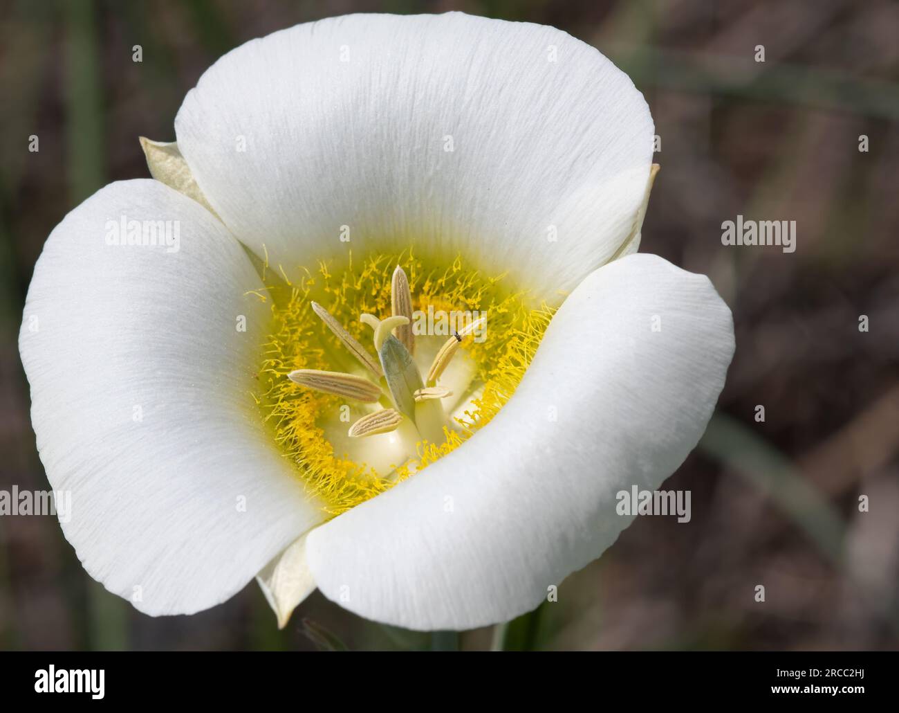A close up of a single Gunnison Mariposa Lily wildflower Stock Photo