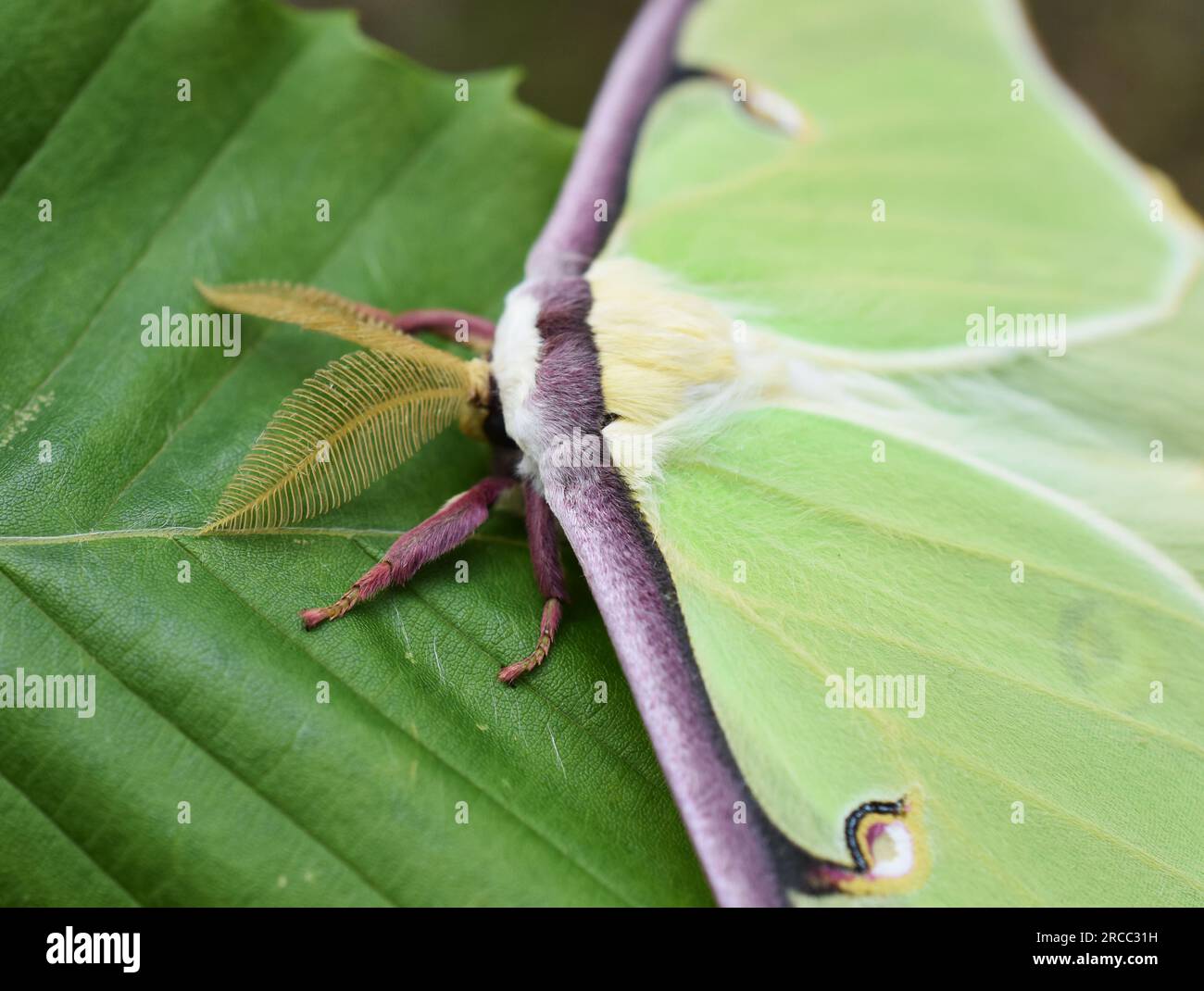 Close up front face of American moon moth Actias luna  on a leaf outdoor Stock Photo