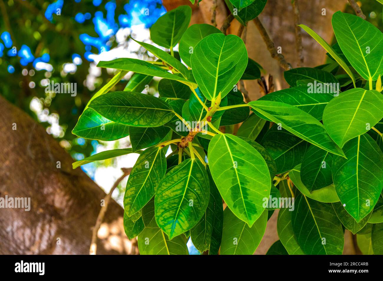 Huge beautiful Ficus maxima Fig tree in Playa del Carmen Quintana Roo ...