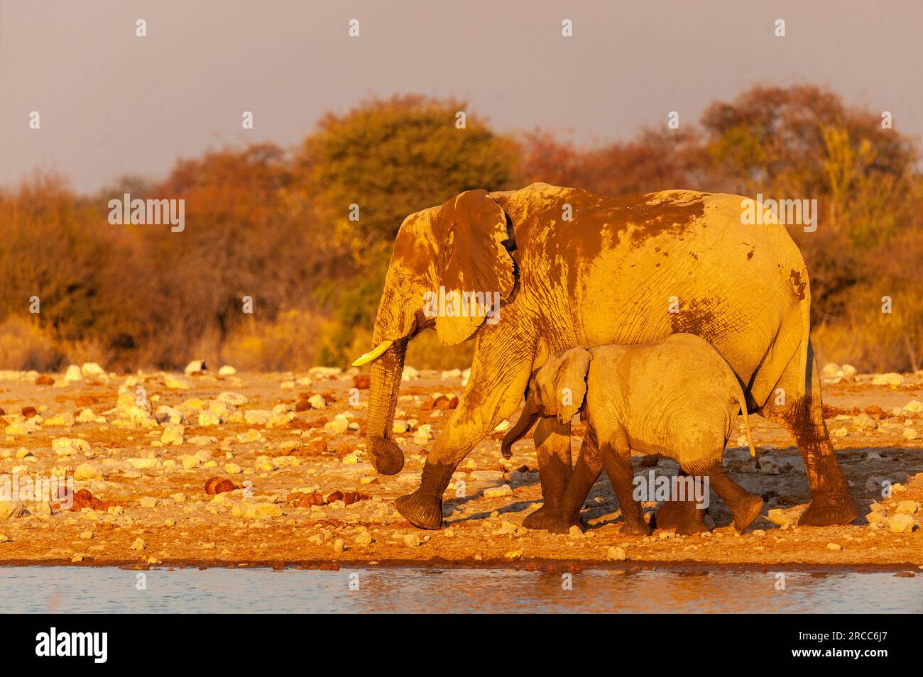 Elephants at Klein Namutoni waterhole, Etosha National Park, Namibia Stock Photo