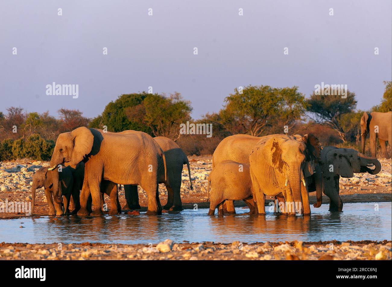 Elephants at Klein Namutoni waterhole, Etosha National Park, Namibia Stock Photo