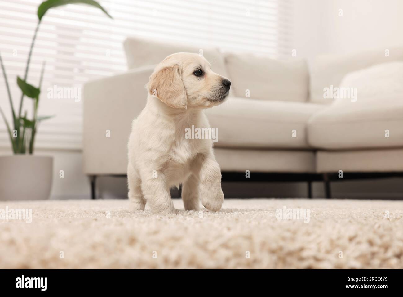 Cute little puppy on beige carpet at home Stock Photo - Alamy