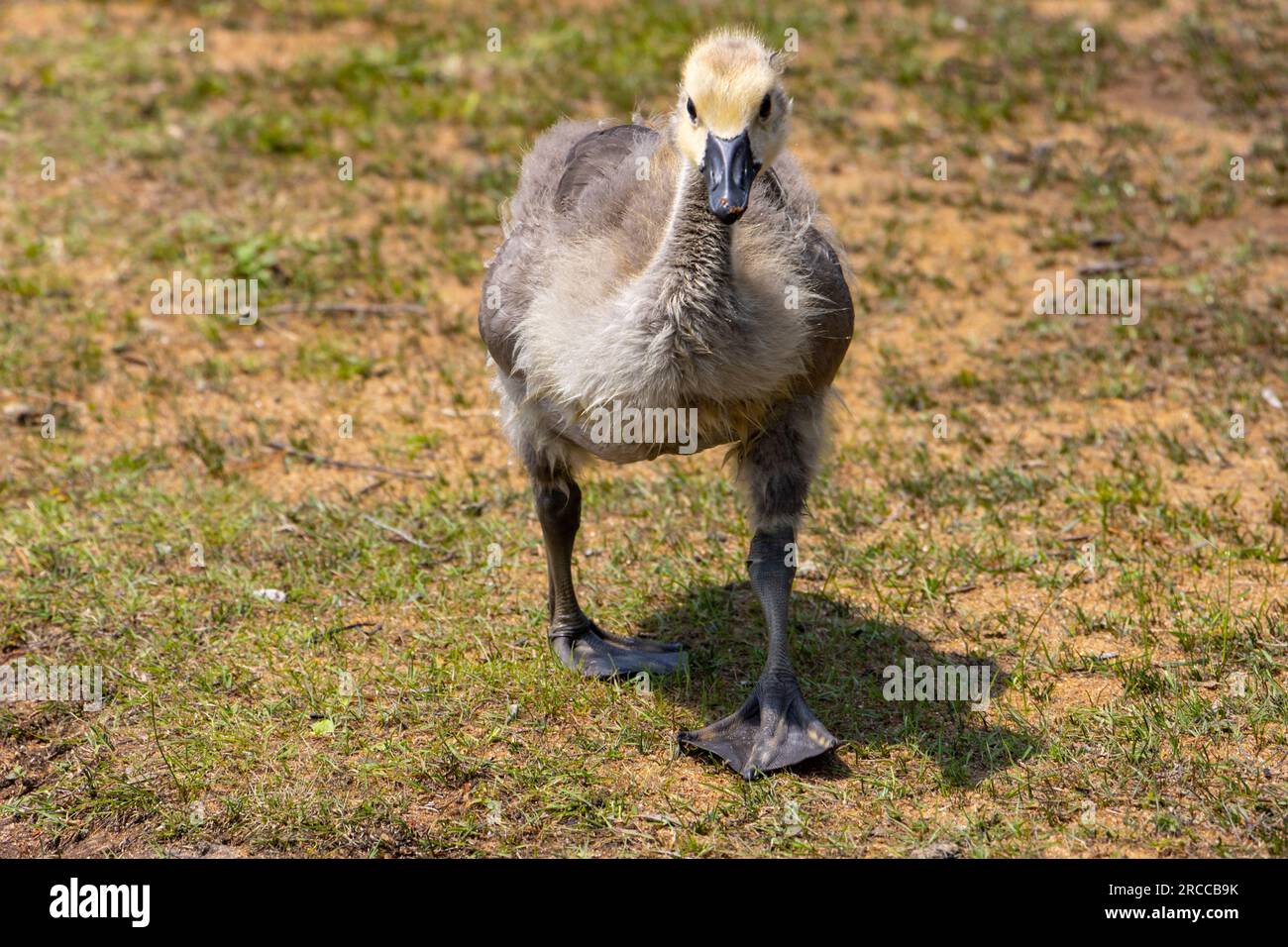 baby Canada Goose walking towards camera on beach Stock Photo