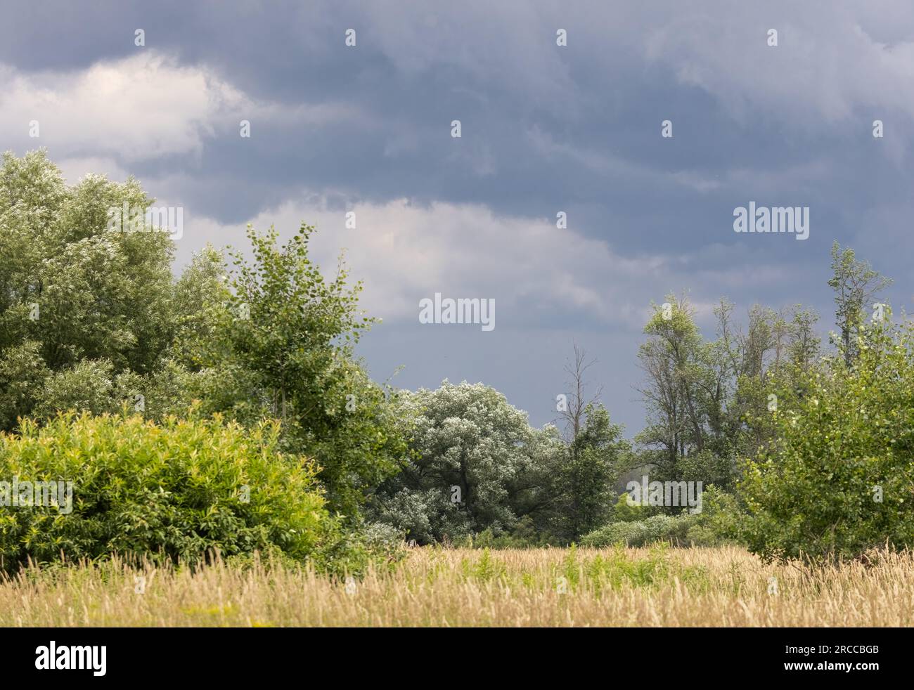 Dark clouds moving across a marshland and forest in Ontario in July Stock Photo