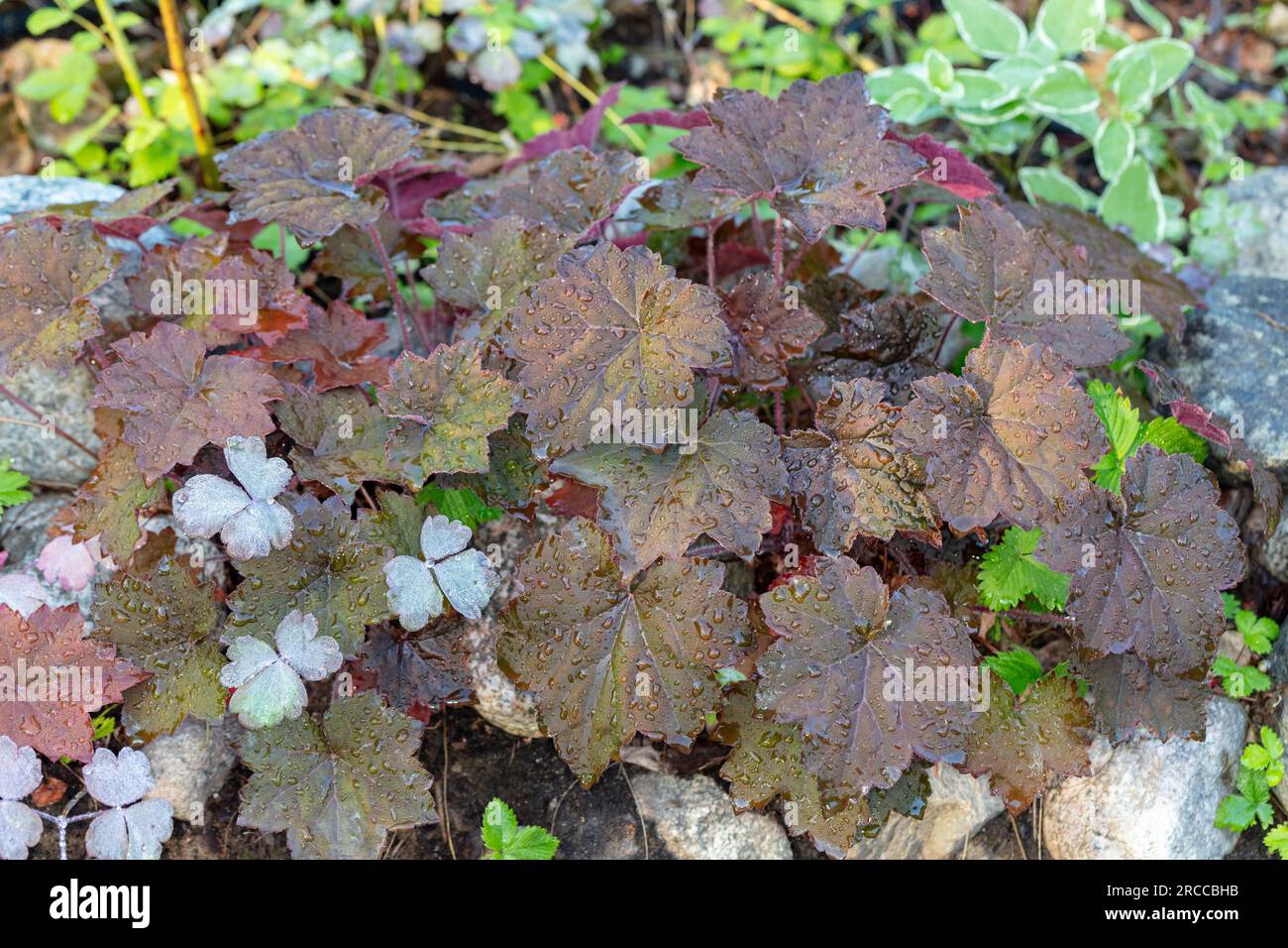 'Palace Purple' Small-leaved alum root, Småblommig alunrot (Heuchera micrantha) Stock Photo