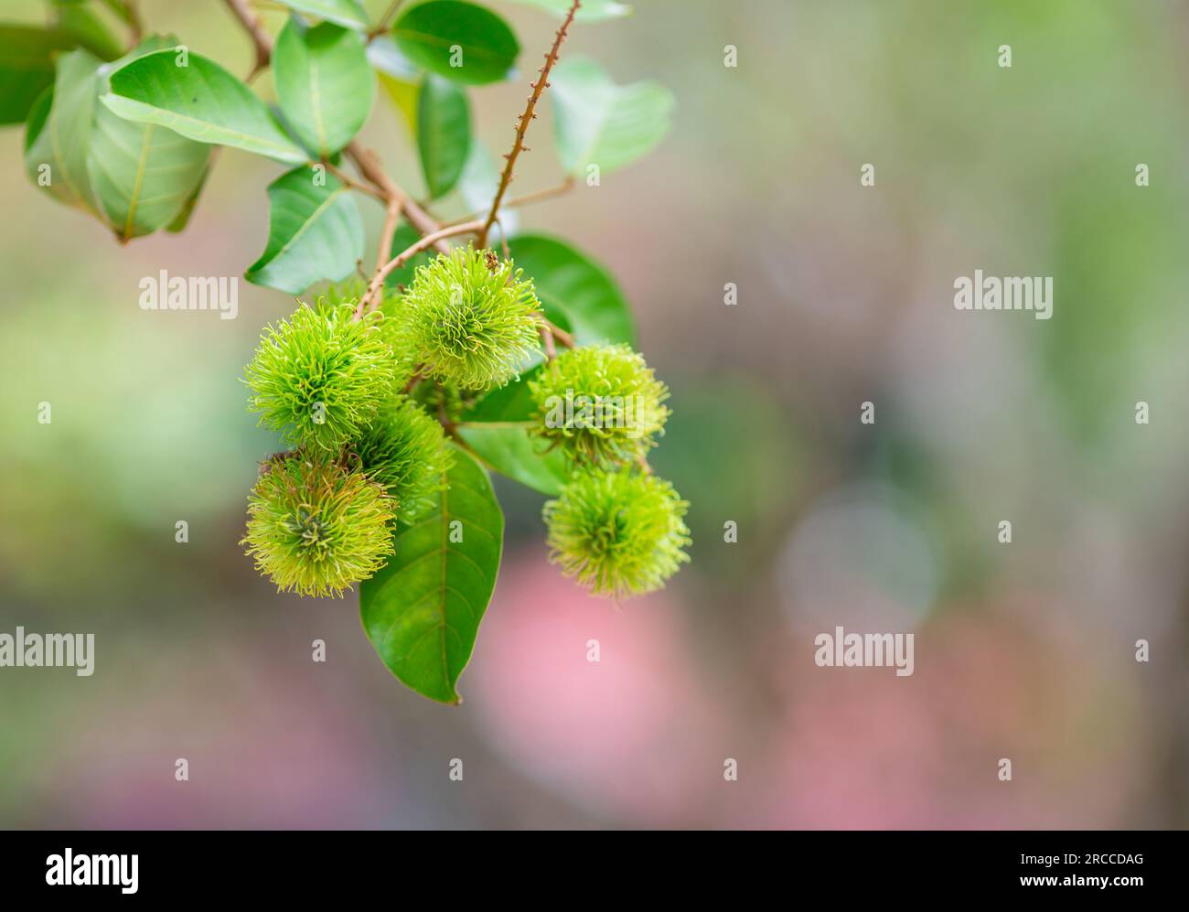 Green rambutan grows into a stem Stock Photo - Alamy