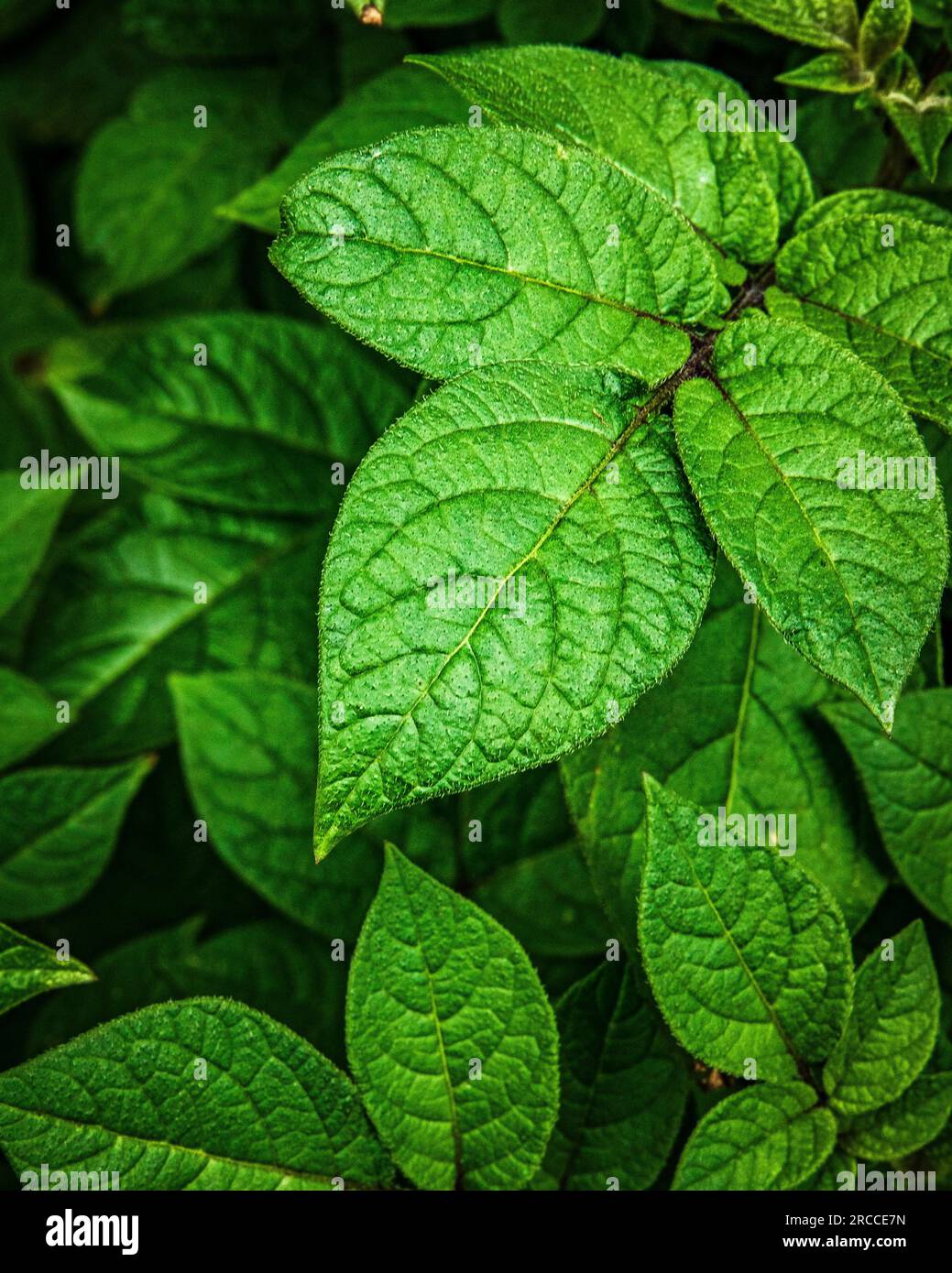 Green potato plant leaves Stock Photo