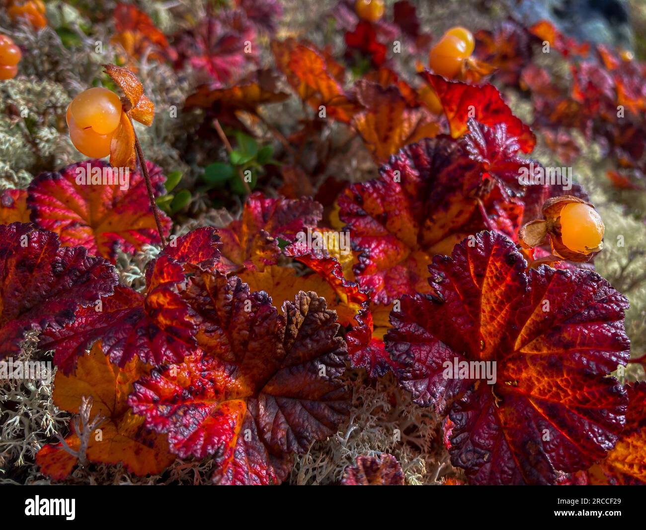 Cloudberry close-up Rubus Chamaemorus sweet berry native to Northern
