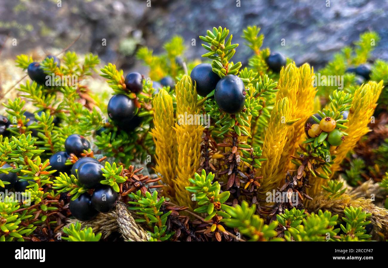 Close up shot of ripe Black crowberry Empetrum nigrum Stock Photo