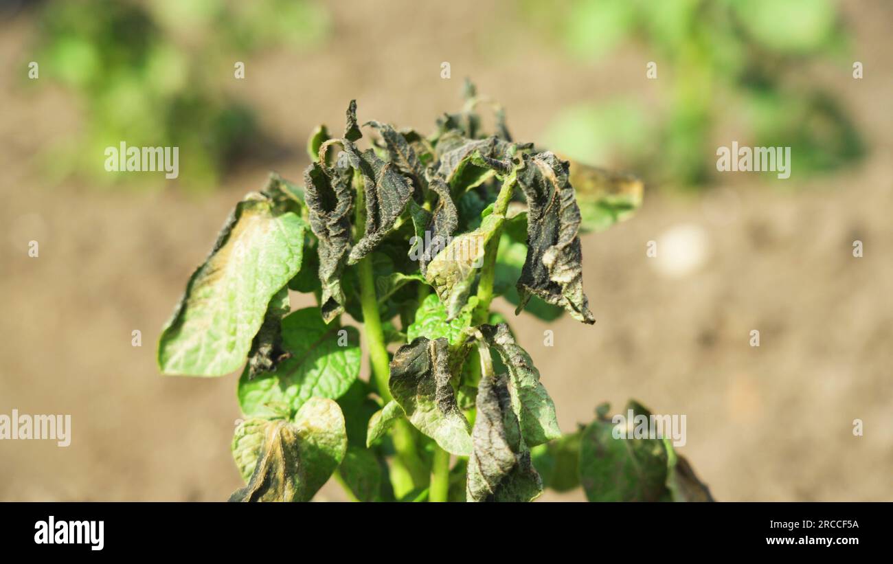 Potato plants damaged by the frost. Potato plants showing signs of