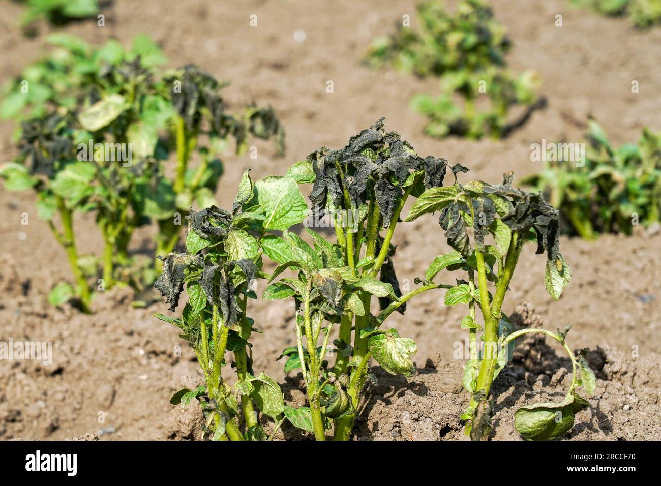 Potato plants damaged by the frost. Potato plants showing signs of