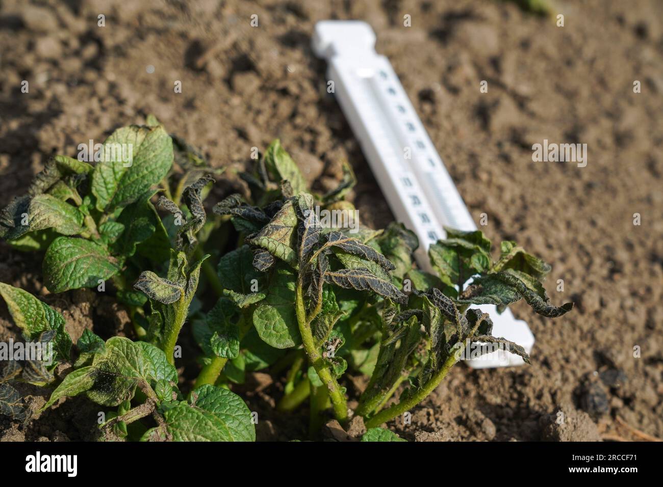 Potato plants damaged by the frost. Potato plants showing signs of