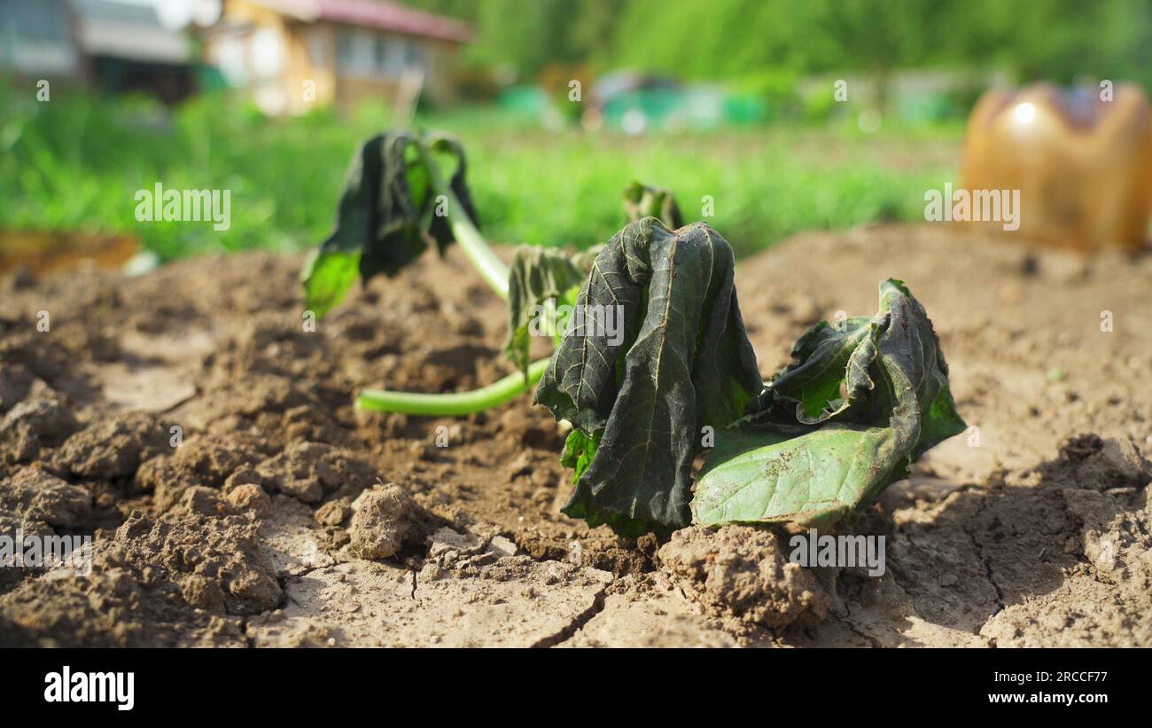 Pumpkin plants damaged by the frost Stock Photo Alamy