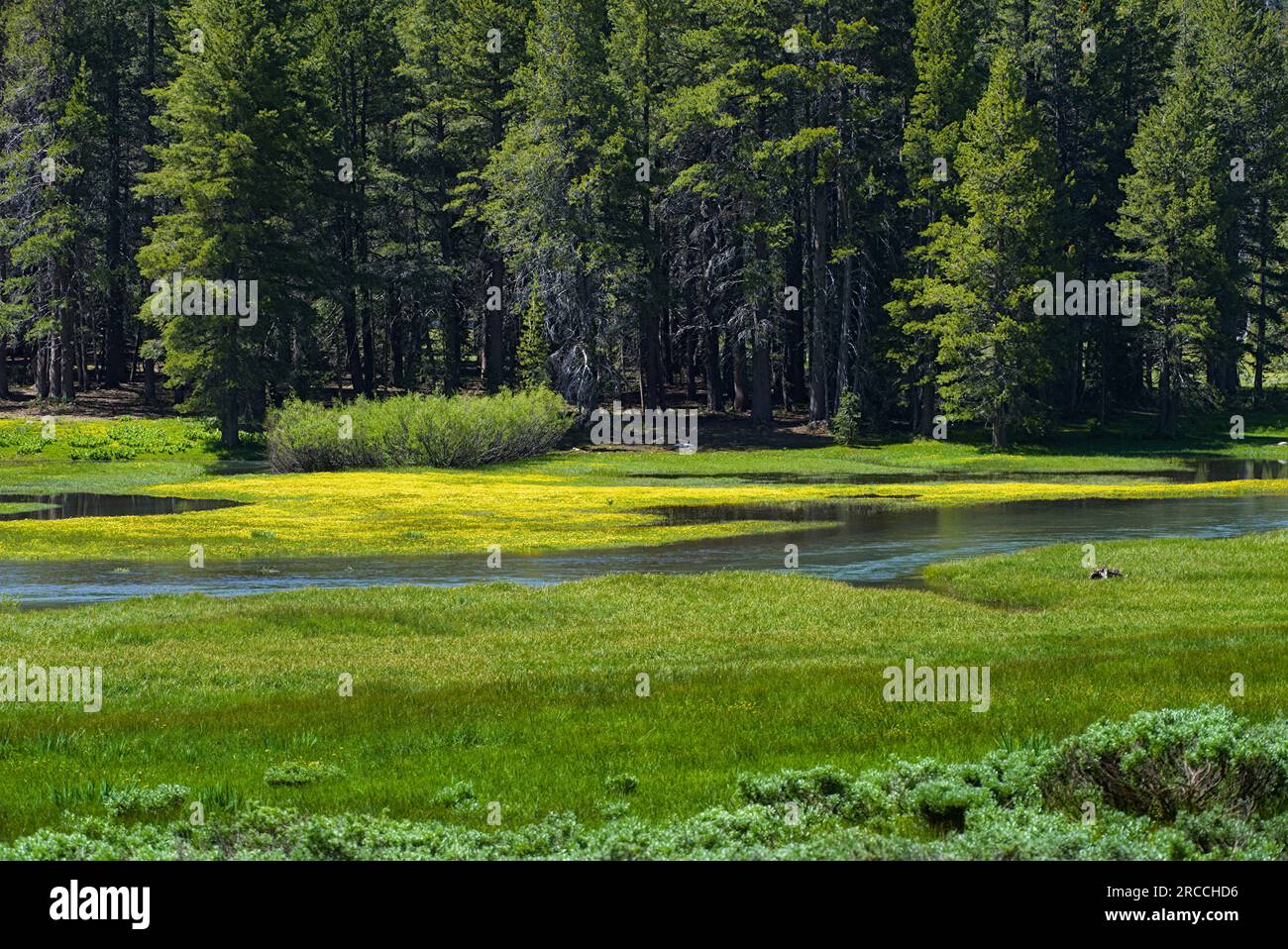 Meadow with yellow flowers in the middle and pine trees in the background. Stock Photo