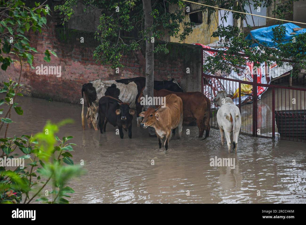 New Delhi, India. 12th July, 2023. Cows stranded in low-lying area flooded by rising water level of Yamuna River after heavy monsoon rains in New Delhi. Yamuna water level in Delhi reaches all-time high of 207.55 meters. The government warned of flood-like conditions and asked residents of the riverbed and low-lying areas to evacuate their homes. Credit: SOPA Images Limited/Alamy Live News Stock Photo