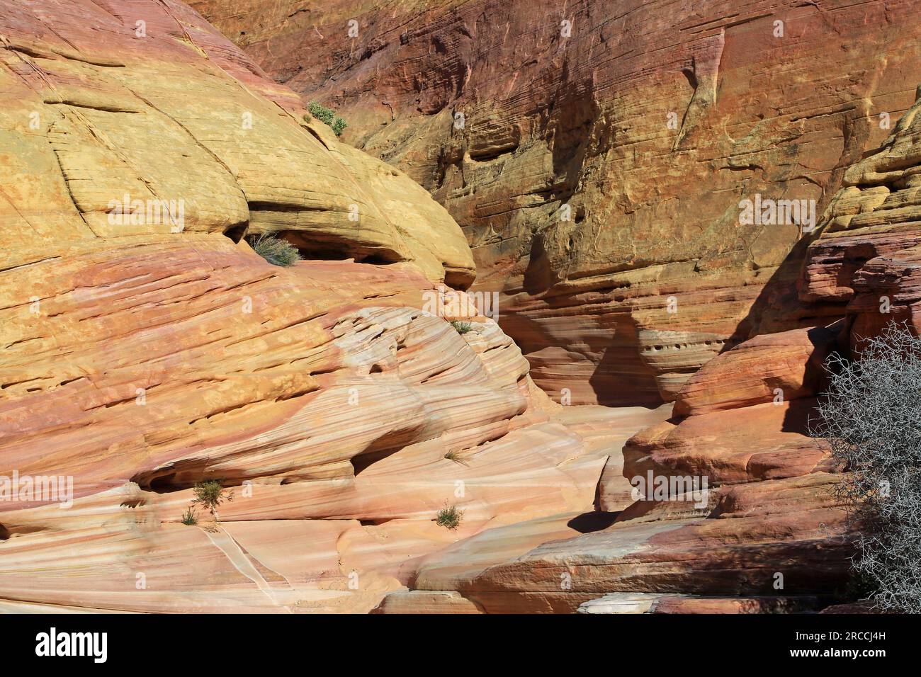 Pink Canyon Valley of Fire State Park, Nevada Stock Photo Alamy