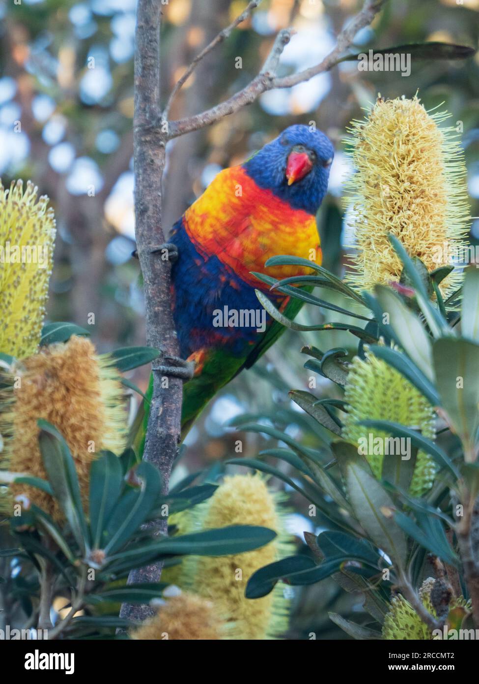 A rainbow Lorikeet, Australian bird perched in a Coast Banksia bush with yellow flower spikes, clutching the stem with its claws Stock Photo