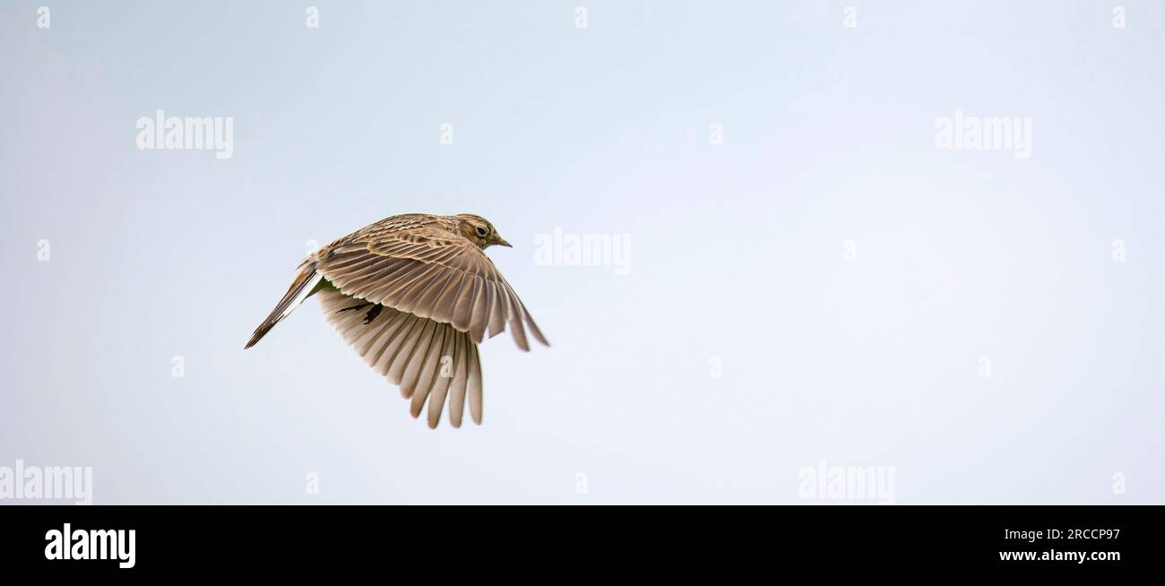 The Eurasian skylark Alauda arvensis in flight, the best photo. Stock Photo